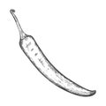 Sketch of a ripe chili pepper. Vegetable, hot pepper with a sprig drawn by hand with hatching. The drawing is isolated on a white Royalty Free Stock Photo