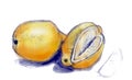 Sketch of ripe lemons