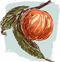 Sketch of a ripe peach