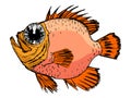 Sketch of rockfish