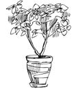 Sketch room plant flower in a pot