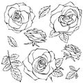 Sketch Rose Flower Set.