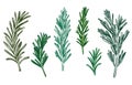 Sketch rosemary. Fresh rosemarys branches with leaves, retro woodcut. Vector isolated hand drawn vintage spice Royalty Free Stock Photo