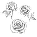 Sketch of  roses Royalty Free Stock Photo