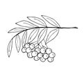 Sketch rowan branch with berries, liner