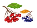 Vector sketcn rowanberry and blue berry