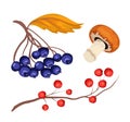 Vector sketcn rowanberry and blue berry mushroom