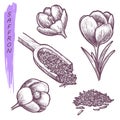 Sketch saffron, herbs and spices seasoning plant