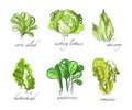 Sketch Salad Green Leaf Vegetables with Corn, Iceberg Lettuce, Chicory, Watercress and Romaine Vector Set Royalty Free Stock Photo