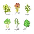 Sketch Salad Green Leaf Vegetables with Lettuce, Mizuna, Pak Choi, Arugula and Kale Vector Set