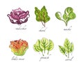 Sketch Salad Green Leaf Vegetables with Radicchio, Chard, Mache, Spinach and Sorrel Vector Set