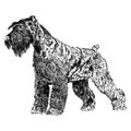 Sketch of Schnauzer dog breed in black and white