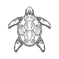 Sketch Sea Turtle. Vector Hand Drawn Illustration of Eretmochelys Imbricata