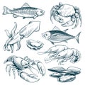 Sketch seafood. Lobster shellfish fish shrimp. Hand drawn seafoods meal vintage vector set isolated