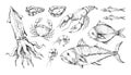 Sketch seafood. Sea fish, octopus squid and lobster. Line art Japanese tuna. Gourmet food set. Engraving shellfish or