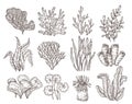 Sketch seaweed. Isolated ocean seaweeds, aquarium decorative art elements. Underwater corals, engraving sea algae