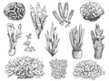 Sketch seaweed. Ocean reef coral and water plant, algae. Underwater life weeds. Marine botanical, cosmetology hand drawn engraved