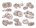 Sketch set of dried fruits. Vector hand drawing of date, raisins, figs, prunes, dried apricots, banana and pineapple Royalty Free Stock Photo