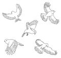 Sketch set of flying birds. Royalty Free Stock Photo