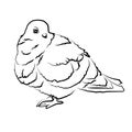 Sketch shape Dove Bird Poultry beast icon cartoon design abstract illustration animal