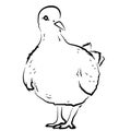 Sketch shape Dove Bird Poultry beast icon cartoon design abstract illustration animal