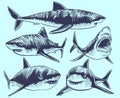 Sketch shark. Swimming sharks with open mouth. Underwater animal vector tattoo collection