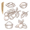 Sketch of shea elements. Vector set of branches, leaves, nuts and butter silhouettes.