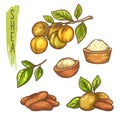 Sketch of shea nut and butter, branch with leaf