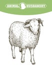 Sketch of sheep drawn by hand. animal husbandry