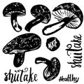 Sketch shiitake hand drawn mushrooms vector illustration isolated on white background with lettering. Set of mushrooms. Royalty Free Stock Photo