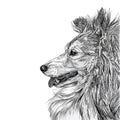 Sketch of Siberian dog Royalty Free Stock Photo
