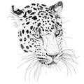 Sketch silhouette sketch leopard face on white background illustration