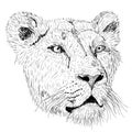 Sketch silhouette lionesses face on white background illustration