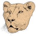 Sketch silhouette lionesses face on white background illustration