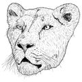 Sketch silhouette lionesses face on white background illustration