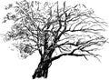 Sketch Of Silhouette Old Deciduous Bare Tree In Autumn Park