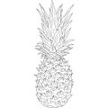 Sketch silhouette sketch pineapple on white background illustration