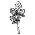 sketch silhouette ramifications with oval leaves plant icon Royalty Free Stock Photo