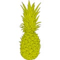 Sketch silhouette sketch pineapple on white background illustration