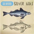 Silver hake or New England fish sketch