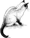 Sketch of sitting domestic siamese cat