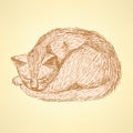 Sketch sleeping cat t in vintage style