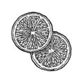 Sketch of sliced lemon fruit pieces. Vector