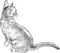 Sketch of small kitten sitting and looking