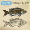 Sketch of smallmouth or brown, bronze bass