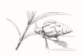 Sketch of snail creeping on plant, Hand drawn Royalty Free Stock Photo