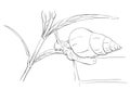 Sketch of snail creeping on plant, Hand drawn Royalty Free Stock Photo