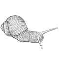 Sketch snail hand drawing vintage style. Royalty Free Stock Photo