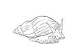 Sketch of snail looking to the side, isolated on white, Hand drawn linear Royalty Free Stock Photo