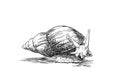 Sketch of snail looking to the side, isolated on white, Hand drawn Royalty Free Stock Photo